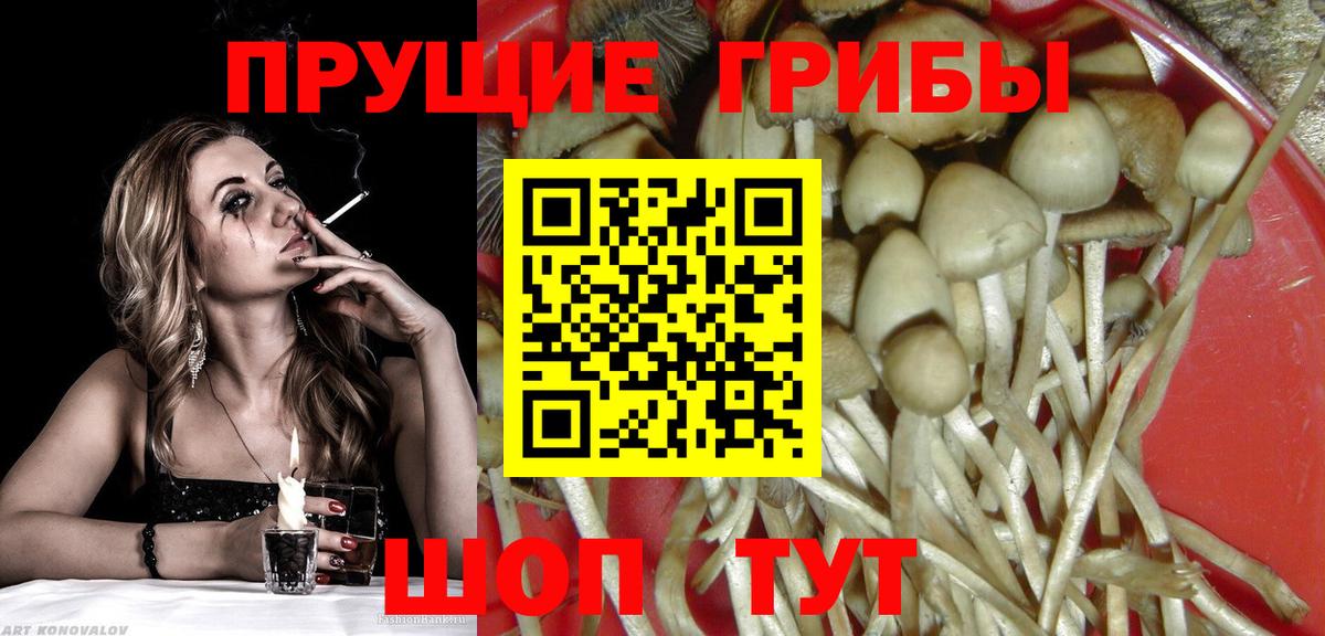 Псилоцибиновые грибы Cubensis Псков